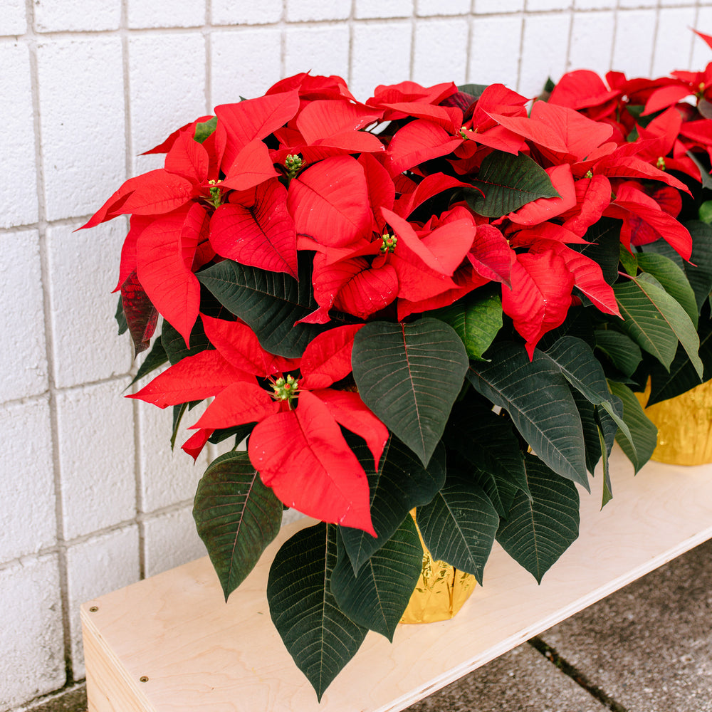 Seasonal Poinsettia 6