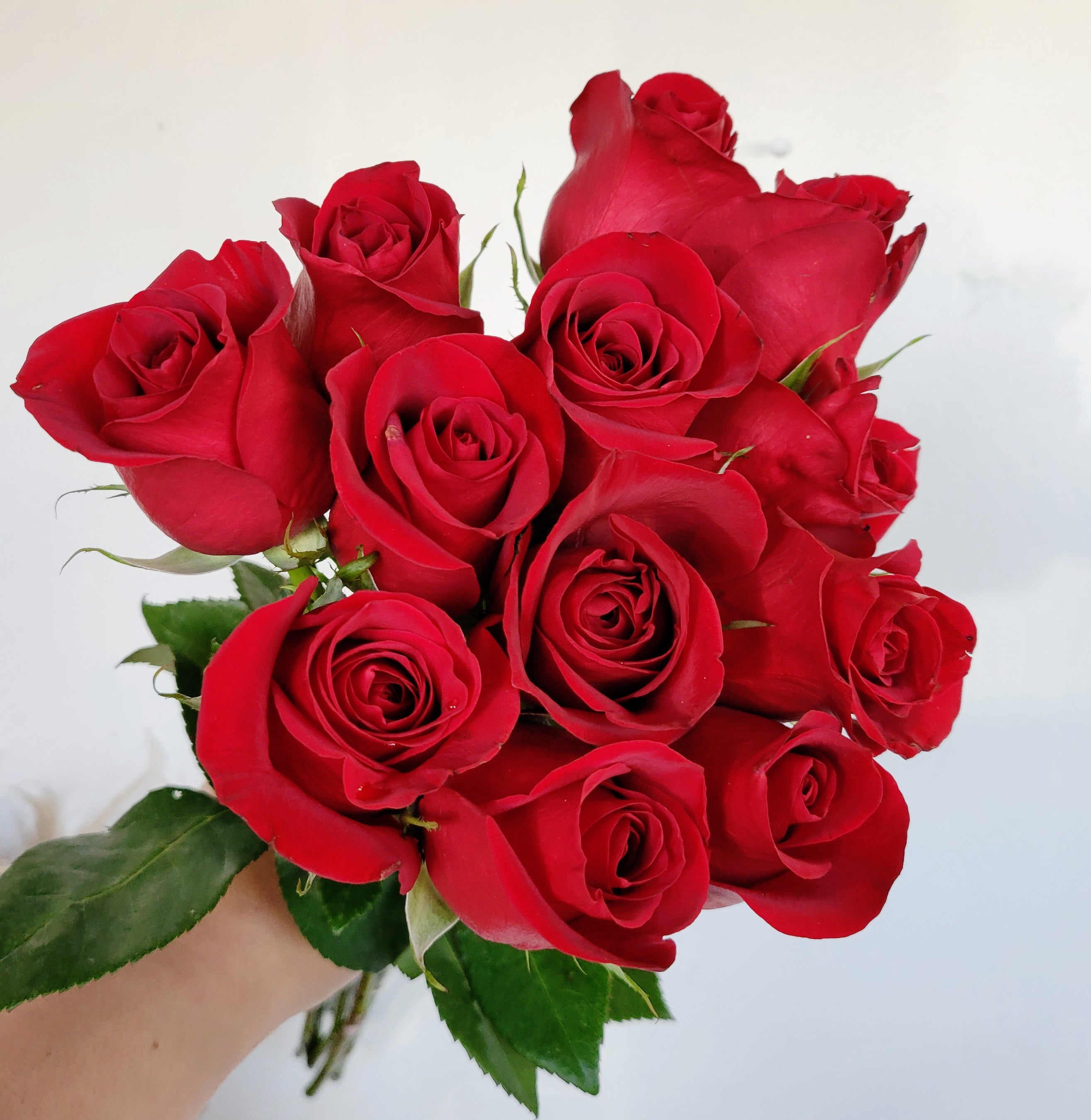 Roses: Premium Red Rose bouquet. No vase. Web special – Mitten Floral